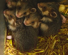 Chomiki europejskie z wrocławskiego zoo