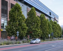 Platany rosnące przy Galerii Dominikańskiej posadzono tam zaledwie pięć lat temu, a już dorosły do drugiego piętra budynku