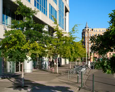 Drzewa posadzone przy pl. Bema dają cień w ciepły, letni dzień z końca sierpnia 2025 roku.