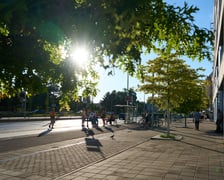 Młode drzewa na pl. Bema. Sadzenie drzew w takich miejscach skutecznie pomaga walczyć ze zjawiskiem "miejskiej wyspy ciepła"