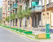 Młode drzewa, które świetnie przyjęły się na ul. Daszyńskiego.