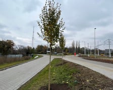 Na zdjęciu nowe drzewa, krzewy i rozchodnik na budowanej linii tramwajowej z centrum miasta w stronę Popowic