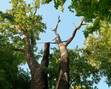 <p>Dąb szypułkowy, ul. Górecka 2</p>