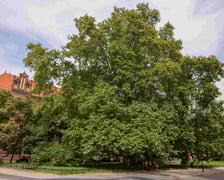 Platan klonolistny z Ostrowa Tumskiego