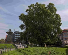 Platan Świadek z pl. Jana Pawła II