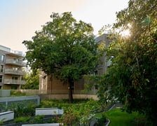 <p>dąb szypułkowy, zdjęcie ilustracyjne</p>