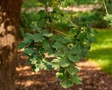 <p>dąb szypułkowy, zdjęcie ilustracyjne</p>