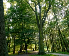 <p>dąb szypułkowy, zdjęcie ilustracyjne</p>