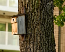 <p>budka dla ptaków na pniu dębu, zdjęcie ilustracyjne</p>