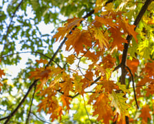 Dęby szypułkowe, ul Olszewskiego