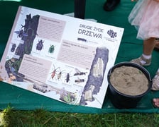 Piknik Wakacje z zielonym Wrocławiem w parku Brochowskim