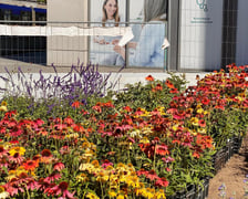 Tworzenie skweru przy ul. Suchej