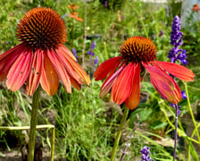 Tworzenie skweru przy ul. Suchej