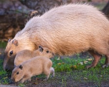 <p>Na zdjęciu małe kapibary z mamą w Zoo Wrocław</p>
