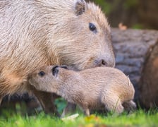 <p>Na zdjęciu mała kapibara z mamą w Zoo Wrocław</p>