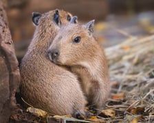 <p>Na zdjęciu małe kapibary w Zoo Wrocław</p>