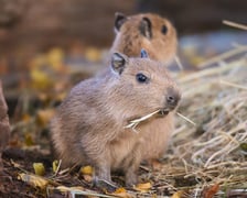 <p>Na zdjęciu małe kapibary w Zoo Wrocław</p>