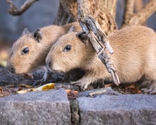 <p>Na zdjęciu małe kapibary w Zoo Wrocław</p>
