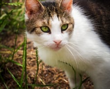 <p>Kot do adopcji</p>