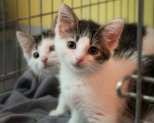 <p>Koty do adopcji</p>