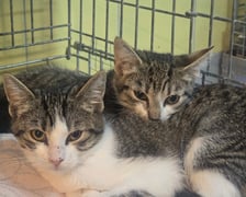 <p>Koty do adopcji</p>