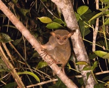 Wyrak w filipińskiej dżungli