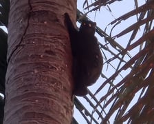 Jakub Leśniewicz i Bartek Leśniewicz liczyli wyraki i lotokoty w dżungli na Filipinach