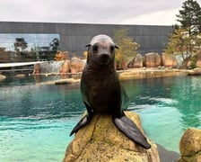 Nowe mieszkanki wrocławskiego zoo