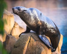 Nowe mieszkanki wrocławskiego zoo