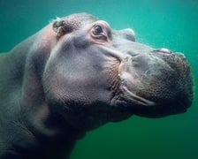 <p>Hipopotam nilowy</p>