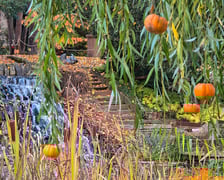 <p>Jesień w Ogrodzie Botanicznym, który bedzie czynny do 31 października</p>