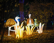 <p>Wystawa garden of Lights-Ogr&oacute;d Świateł &bdquo;Dzika Ameryka&rdquo; potrwa w Zoo Wrocław od 31 października do 1 marca 2026</p>