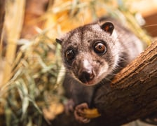 Kuskus ziemny o imieniu Missol