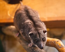 Kuskus ziemny o imieniu Missol