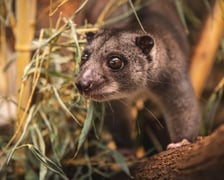 Kuskus ziemny o imieniu Missol