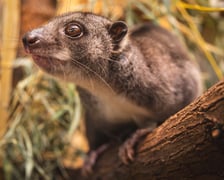 Kuskus ziemny o imieniu Missol