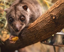 Kuskus ziemny o imieniu Missol