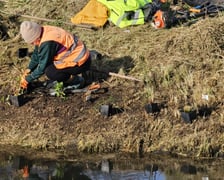 Sadzenie nowych rośłin na wyspach Fosy Miejskiej