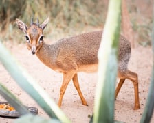 Nowy mieszkaniec naszego zoo, dikdik