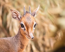 Nowy mieszkaniec naszego zoo, dikdik