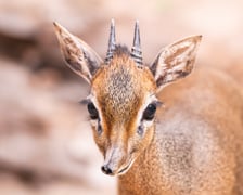Nowy mieszkaniec naszego zoo, dikdik