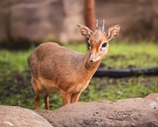 Nowy mieszkaniec naszego zoo, dikdik