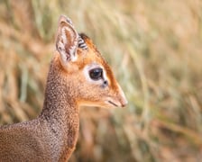 Nowy mieszkaniec naszego zoo, dikdik