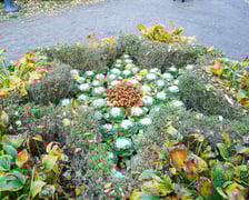 Jesienne nasadzenia rabat kwietnych, bylin i trwa ozdobnych - październik / listopad 2025 r.