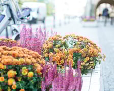 Jesienne nasadzenia rabat kwietnych, bylin i trwa ozdobnych - październik / listopad 2025 r.