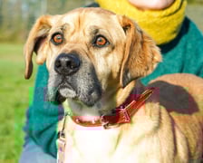 <p>Barry nr ew 500/25 -&nbsp;Barry to 5-letni pies, kt&oacute;ry został oddany pod opiekę przyjaciela rodziny, gdy właściciel wyjechał za granicę - ostatecznie nigdy po niego nie wr&oacute;cił. Barry jest miły, towarzyski, szuka domu, w kt&oacute;rym odzyska poczucie bezpieczeństwa i będzie m&oacute;gł zaufać człowiekowi. W razie potrzeby nowi opiekunowie mogą liczyć na wsparcie behawiorysty.</p>