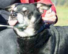 <p>Miłek nr ew 560/25 -&nbsp;Miłek to 10-letni psiak, kt&oacute;ry po śmierci opiekuna trafił pod opiekę rodziny, jednak po dw&oacute;ch latach został oddany do schroniska. Teraz czeka na swoją szansę na prawdziwy, bezpieczny dom, w kt&oacute;rym wreszcie zazna spokoju i troski. To delikatny, spokojny pies, kt&oacute;ry bardzo zasługuje na drugą szansę.</p>