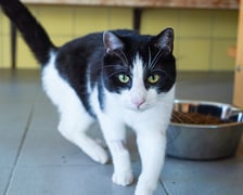 <p>Klemens nr ew 889/25 - Klemens &ndash; 3-letni kocurek, uratowany z ogrod&oacute;w działkowych, potrzebuje bezpiecznego i kochającego domu.</p>
<p>Potrafi wykazywać negatywne zachowania wobec ludzi, dlatego najlepiej sprawdzi się u cierpliwych i wyrozumiałych opiekun&oacute;w.</p>
<p>Szukamy dla niego domu, w kt&oacute;rym zostanie zaakceptowany takim, jaki jest, z możliwością stopniowego budowania relacji.</p>