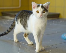 <p>Marika nr ew 1020/25 -&nbsp;Marika to 5-miesięczna kotka, kt&oacute;ra po nieudanej adopcji wr&oacute;ciła do schroniska. Zmienia się z przestraszonej i wycofanej kotki powoli pokazując swoje delikatne, przyjazne oblicze.</p>
<p>Potrzebuje spokojnego domu, cierpliwego opiekuna i doświadczonej, empatycznej osoby, kt&oacute;ra pomoże jej w pełni odzyskać zaufanie do człowieka.</p>