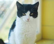 <p>Miśka nr ew 1097/25 -&nbsp;Miśka to około 8-miesięczna koteczka, uratowana z ogrod&oacute;w działkowych, kt&oacute;ra potrzebuje bezpiecznego, kochającego domu. Jest delikatna, nieśmiała i p&oacute;łdzika, unika kontaktu z człowiekiem, ale przy cierpliwości i zrozumieniu może zaufać opiekunowi.</p>
<p>Szukamy dla niej spokojnego, wyrozumiałego domu, najlepiej u os&oacute;b znających potrzeby kot&oacute;w p&oacute;łdzikich.&nbsp;</p>